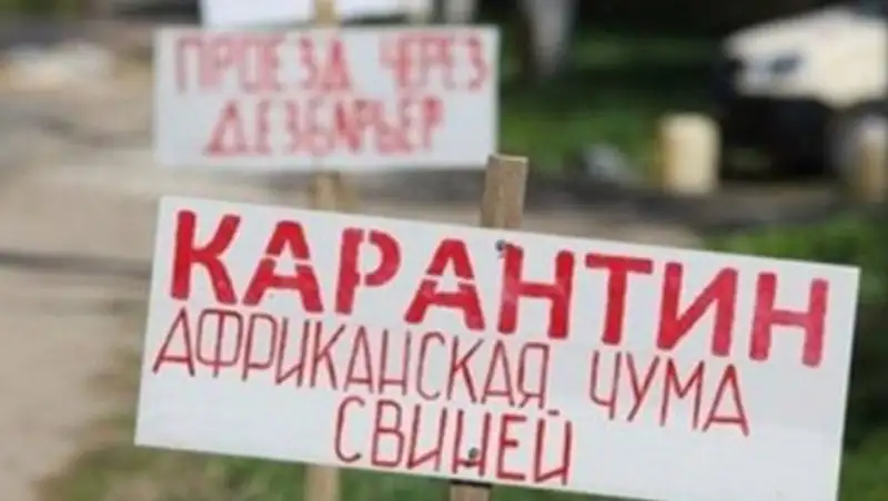 На Украине зафиксировали 300 вспышек африканской чумы свиней за 5 лет