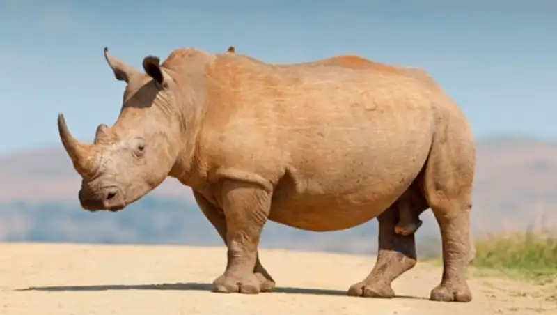 В Кении самец носорога обзавелся телохранителем