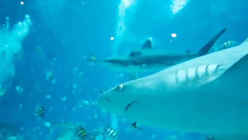 В Австралии серфингист стал жертвой акулы