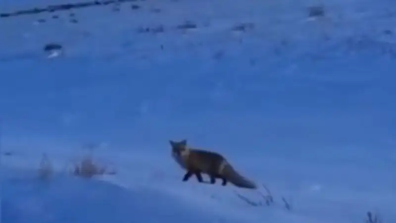18 тысяч тенге заплатит карагандинец за убийство лисы