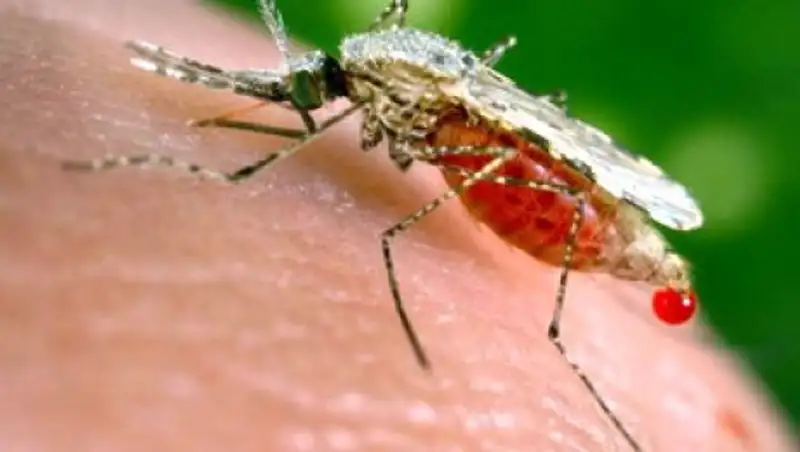 СМИ: в Греции приостановили прием донорской крови из-за малярии