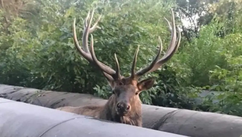 Аким Павлодара спасал застрявшего в теплотрассе оленя