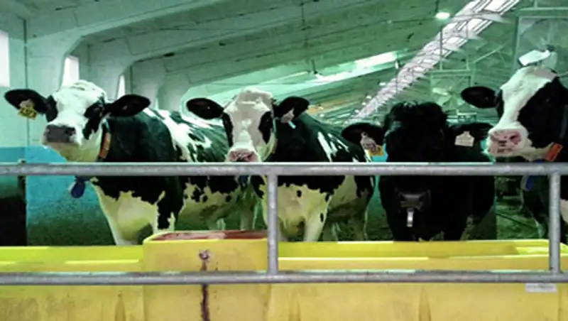 Себестоимость мяса снизится в Казахстане, фото - Новости Zakon.kz от 19.01.2016 16:48