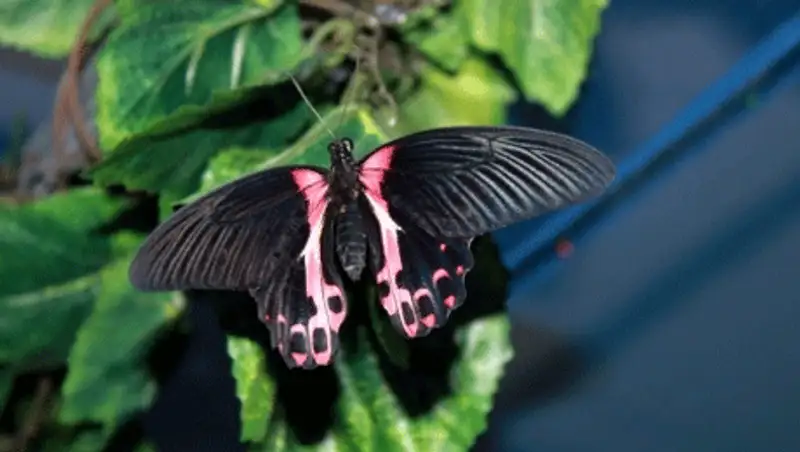 Выставка живых бабочек открылась в Актау (фото), фото - Новости Zakon.kz от 24.11.2013 17:03