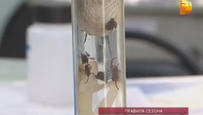 В Алматинской области активизировались энцефалитные клещи