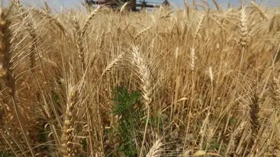 В Казахстане запретили ввозить пшеницу из других стран, фото - Новости Zakon.kz от 27.09.2023 09:55