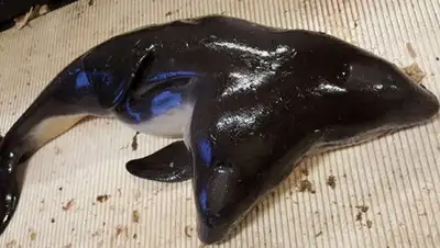 Zakon.kz, фото - Новости Zakon.kz от 15.06.2017 06:03