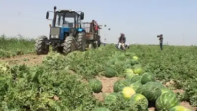 Пресс-служб акима ЮКО, фото - Новости Zakon.kz от 28.05.2018 17:57