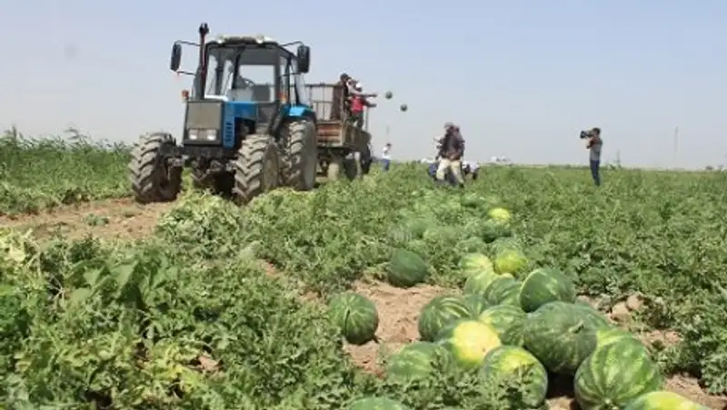 Крестьяне Мактааральского района ЮКО отправили в Россию первый урожай дынь и арбузов