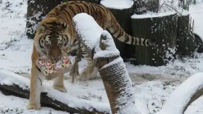 Zakon.kz, фото - Новости Zakon.kz от 25.01.2015 15:54