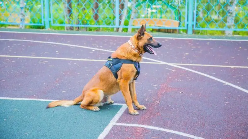 Как работает кинологическая служба ЧС Акмолинской области, фото - Новости Zakon.kz от 10.07.2023 15:40