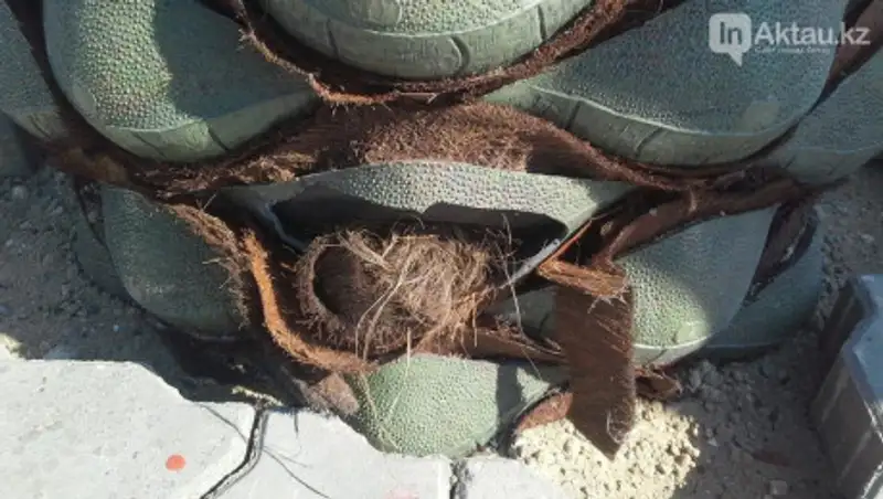 На набережной Актау вандалы сломали пальмы