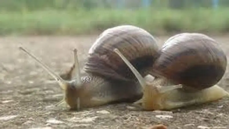 На Сейшельских островах обнаружили "вымершую" улитку