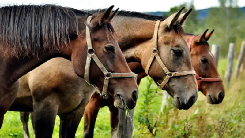 Братьев-конокрадов, угнавших табун лошадей, задержали в Алматинской области
