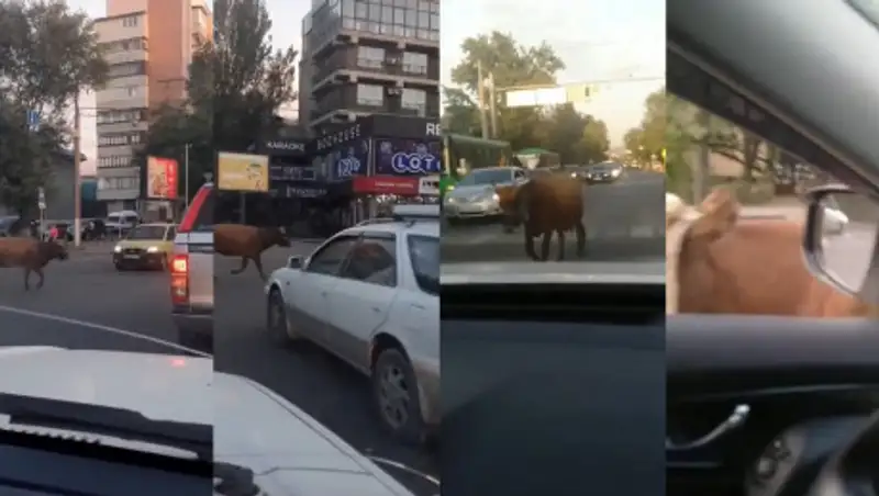 По проезжей части Алматы мигрирует корова