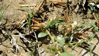 Zakon.kz, фото - Новости Zakon.kz от 23.05.2017 23:43