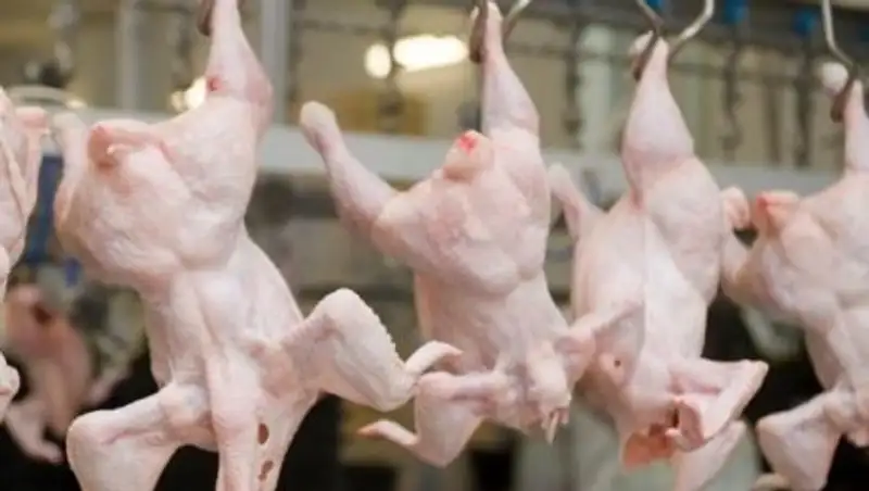 Казахстанские медики забраковали импортных кур