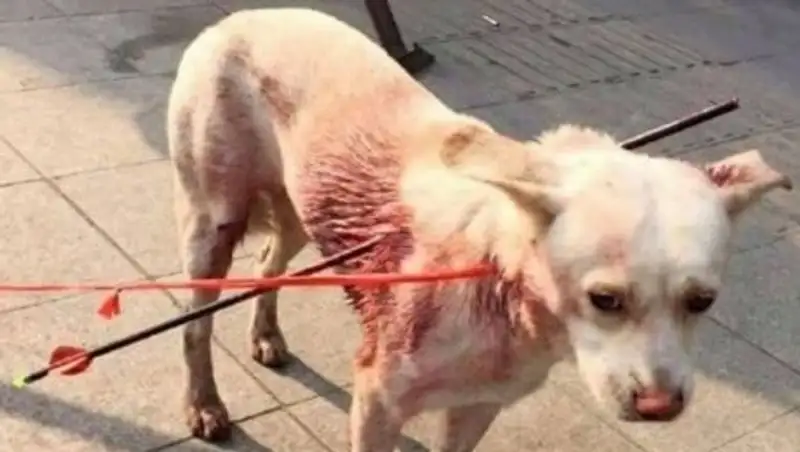 В Китае защитники животных спасли собаку от голодных сограждан 