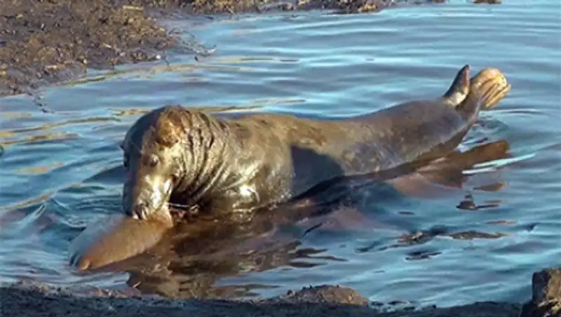 Тюленей-каннибалов впервые сняли на видео