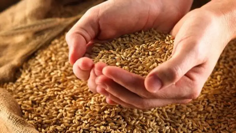 Зерновые расписки в Казахстане переведены в электронный формат