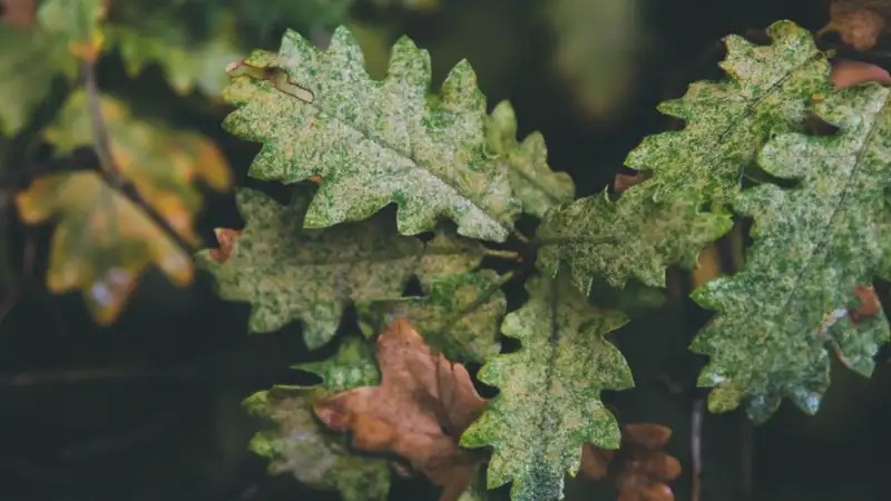 Синоптики обещают дождь в зоне ЧС в Абайской области