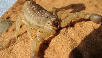 Атырауская область скорпионы, фото - Новости Zakon.kz от 24.04.2022 15:46