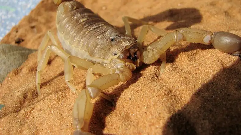 Скорпионы напугали жителей села в Атырауской области