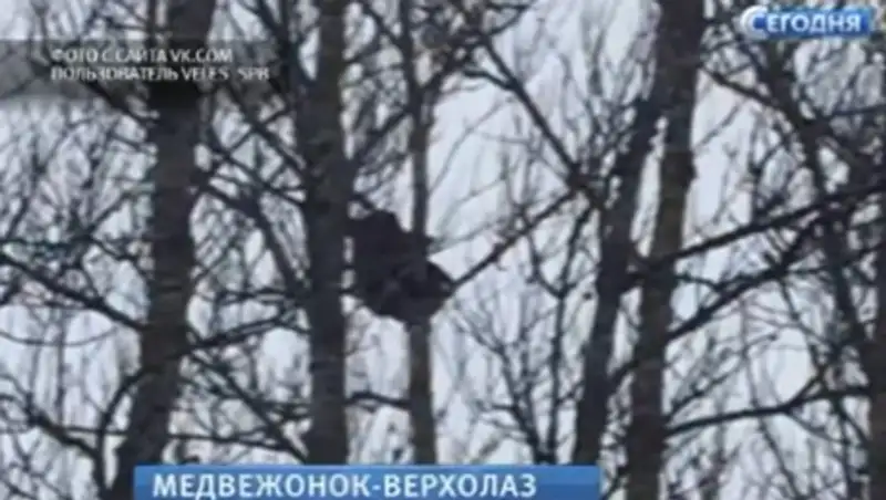 Медвежонок устроил аттракцион на трассе в Ленобласти