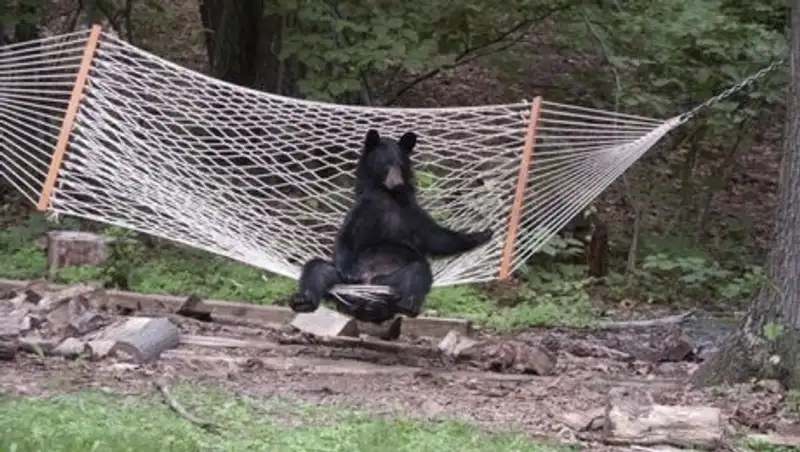 В США женщина сняла на видео, как медведь пришел отдохнуть в ее гамаке