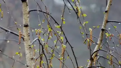 24.kz, фото - Новости Zakon.kz от 03.04.2018 09:30