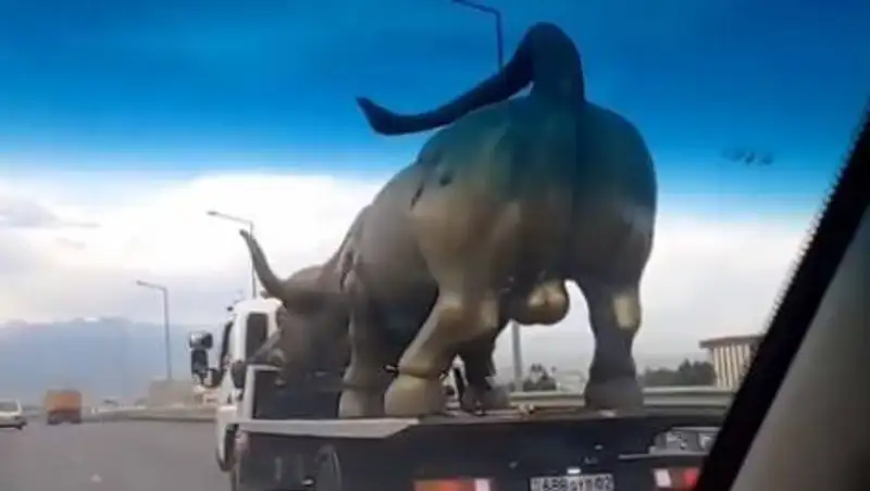 Хотят показать Алматы - видео с быком рассмешило казахстанцев