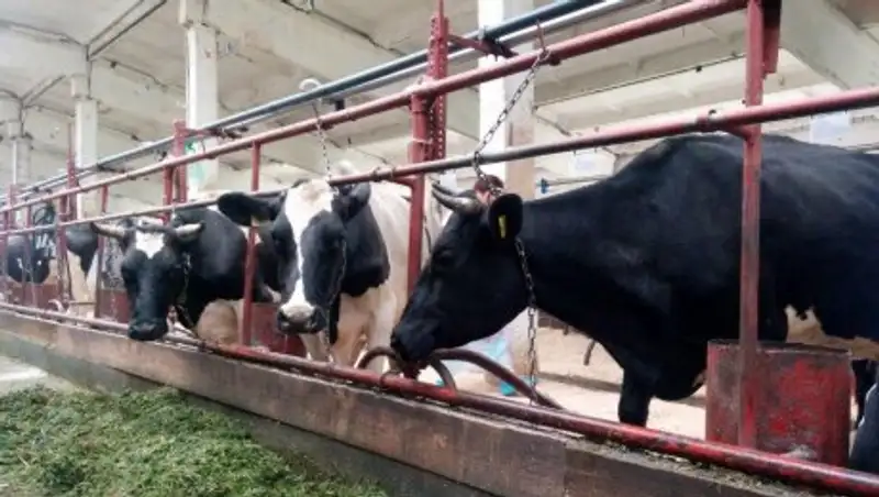 В Казахстане планируют создать новый класс фермеров-животноводов