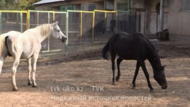 Еще один скакун Тулешова умер в зоопарке Шымкента