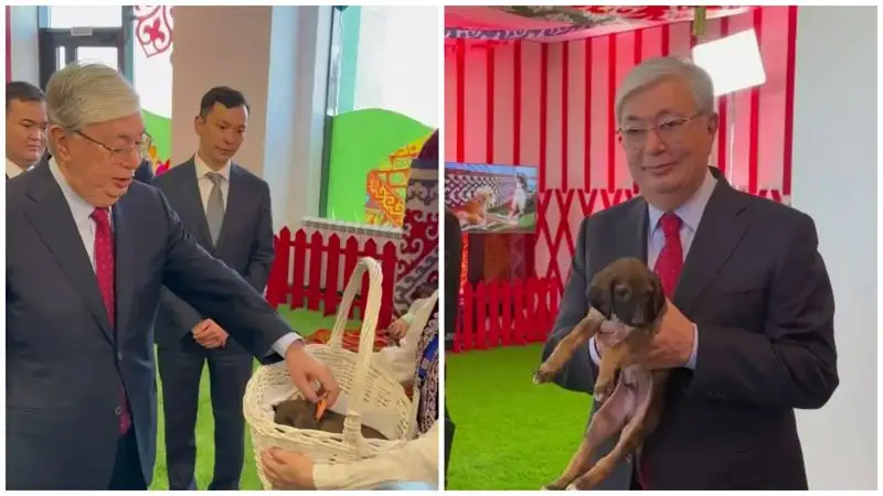 В Сети появилось видео с подросшим тазы, которого на Наурыз подарили Токаеву