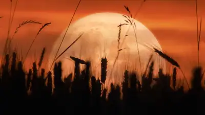 Когда жители Земли смогут полюбоваться Урожайной Луной или сентябрьским суперлунием, фото - Новости Zakon.kz от 09.09.2023 04:43