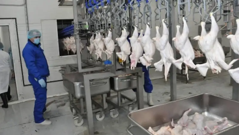 Птицефабрику мощностью 20 тысяч тонн мяса в год запустили Акмолинской области