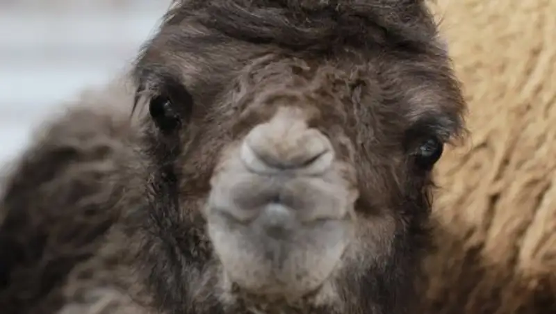 В степи Мангистау спасли отставшего от стада верблюжонка