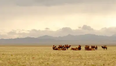 Pixabay, фото - Новости Zakon.kz от 10.07.2020 22:44