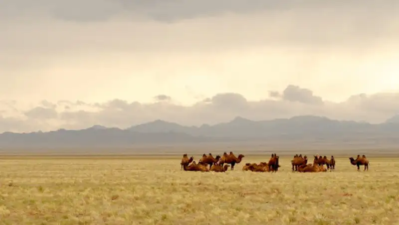 Супружескую пару убили и закопали в степи ЗКО