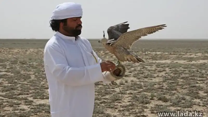 81 млн тенге заплатят шейхи за охоту с соколами на дроф-красоток в Казахстане