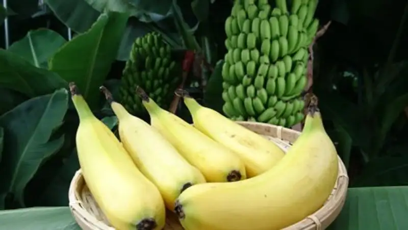 В Японии выращивают бананы со съедобной кожурой