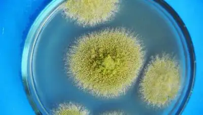 fishki.net, фото - Новости Zakon.kz от 25.05.2021 14:45