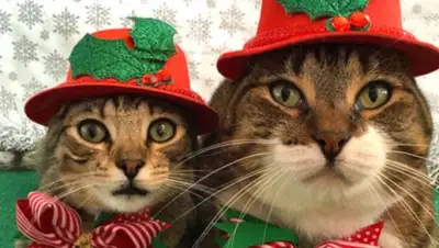 Zakon.kz, фото - Новости Zakon.kz от 18.12.2015 19:13