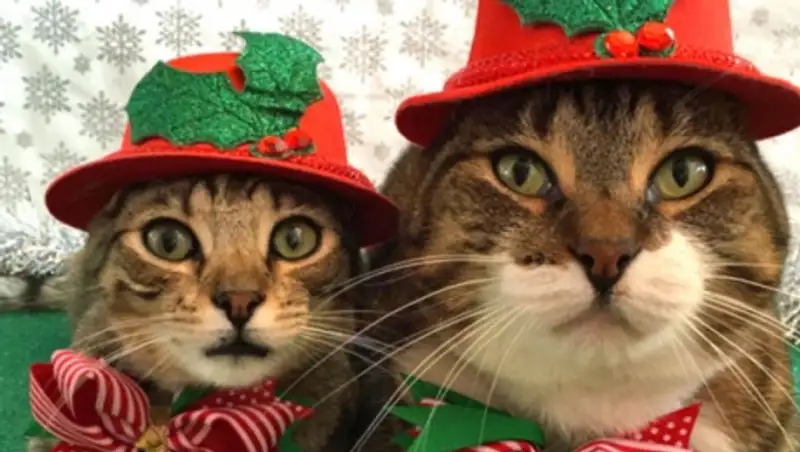 Веселая подборка котов, которые ведут себя как люди