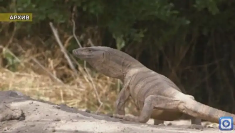 В зоопарке Шымкента насмерть замерзли серые вараны