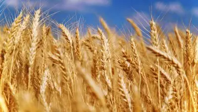 yuga.ru, фото - Новости Zakon.kz от 28.06.2018 20:25