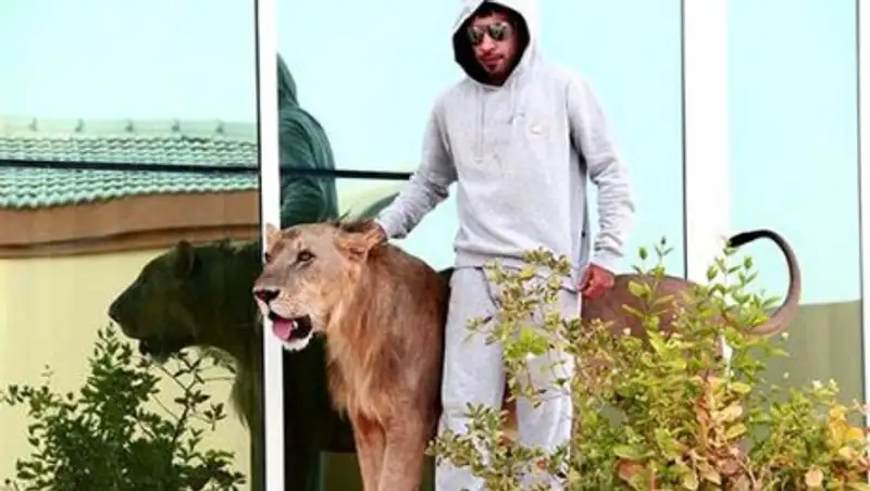 В Эмиратах запретили держать дома львов и гепардов