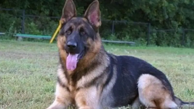 Четвероногие полицейские с начала года раскрыли 140 преступлений в Алматинской области