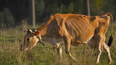 pravdaurfo.ru, фото - Новости Zakon.kz от 10.07.2021 11:44