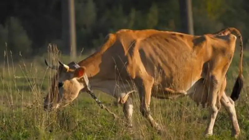 Для спасения изможденного скота в регионах Казахстана выделят зерно из запасов